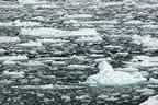 harbor seals and glacial ice