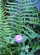 photo of morning glory flower