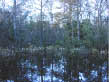 photo of the end of Big Cypress Bend Boardwalk