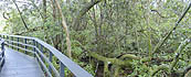 a photo of a strangler fig