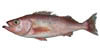 rockfish image