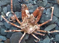[Pacific Lyre Crab, thcrabhlyrat.jpg=10KB]