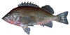 rockfish image