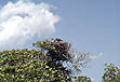 photo of osprey parent and chick in their nest