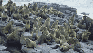 Northern Fur Seals