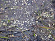 photo of snail shells on surface of grassy water
