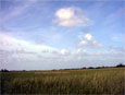 photo of freshwater marsh