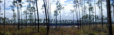 panoramic photo of pine forest