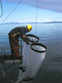 Sampling plankton in bongo nets