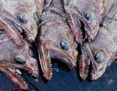 arrowtooth flounder (35330 bytes)