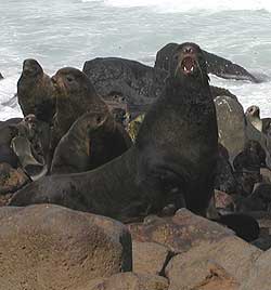Northern fur seals. photo: Tamra Faris, NMFS
