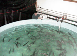 Staff feeding 2+ sablefish.