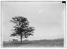  Long-range view of flight 69, in which Orville covered a distance of 358 feet in 1 minute and 31 seconds, large tree in the foreground, machine in the background; Huffman Prairie, Dayton, Ohio 
