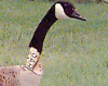 Canada Goose with Bib-style Neck Collar