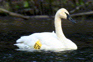 Trumpeter Swan with Patagial Tag 