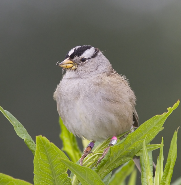 Photo of White-crowned Sparrow, (c) Bill Ferensen