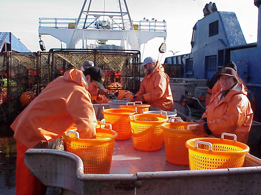 Researchers sorting catch at sea near Cape Sarichef, Alaska.