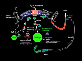 A model of TGF-beta regulation of T cell immunity and tolerance in mucosal system