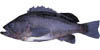 rockfish image