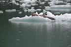 harbor seals and glacial ice