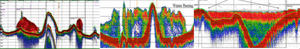 Echograms showing seasonal patterns of herring schooling behavior
