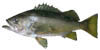 rockfish image