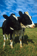 Photo of two cows side by side in field