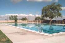 Sunport pool with a large tree