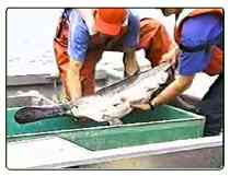 paddlefish placed in holding tank