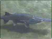 paddlefish swimming