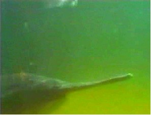 Screen capture: Paddlefish