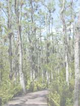 Photo of A.R.M. Loxahatchee National Wildlife Refuge boardwalk