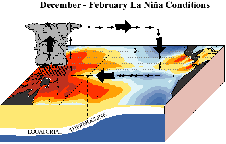 [Diagram showing Walker Circulation in Equatorial Pacific]