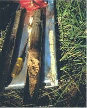 soil sample from Bimidje