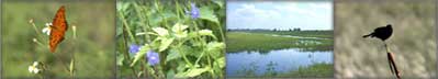 photo collage showing a butterfly, flowers, water, and a black bird