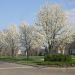 Pear trees in bloom