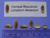 Lomatium dissectum seed
