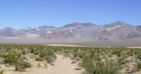 Desert vegetation at the Amargosa Desert Research Site
