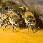 An Energy Shake for Honeybees