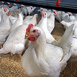 Scientist Examine Chicken Fertility