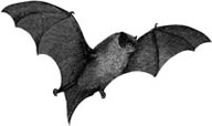 A bat, flying insecticide