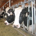 Enhancing the Efficiency of Small and Mid-Sized Dairy Farms