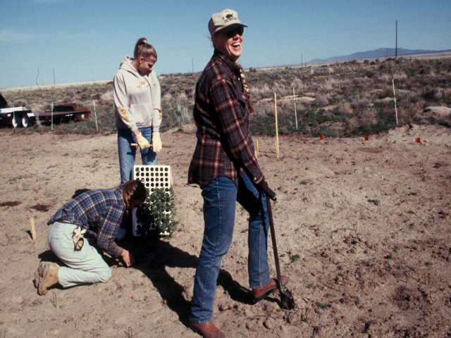 Common garden planting