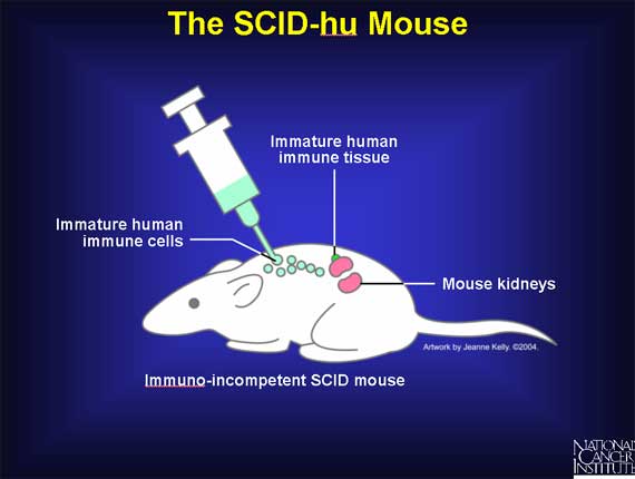 The SCID-hu Mouse