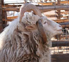 A Navajo churro sheep looks forward to the Winter Wool Festival at the Heritage Farm