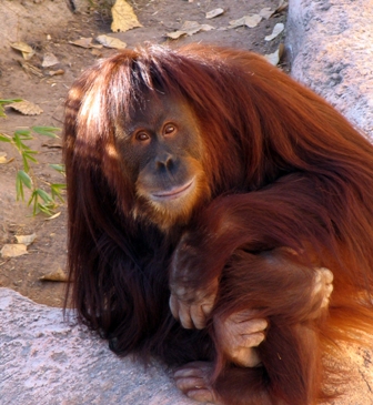 Orangutan