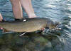 Adult bull trout with archival tag