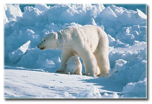 Polar bear -- mother and cub