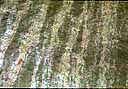 Green grass rises from the water at the edge of this saltwater marsh