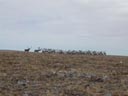 A large herd of reindeer grazes on the brown tundra grass of St. George Island